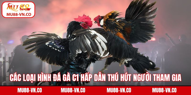 Các loại hình đá gà C1 hấp dẫn thú hút người tham gia
