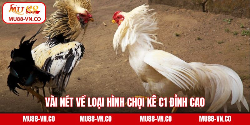 Vài nét về loại hình chọi kê C1 đỉnh cao