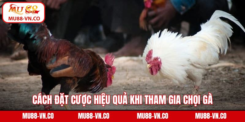 Cách đặt cược hiệu quả khi tham gia chọi gà