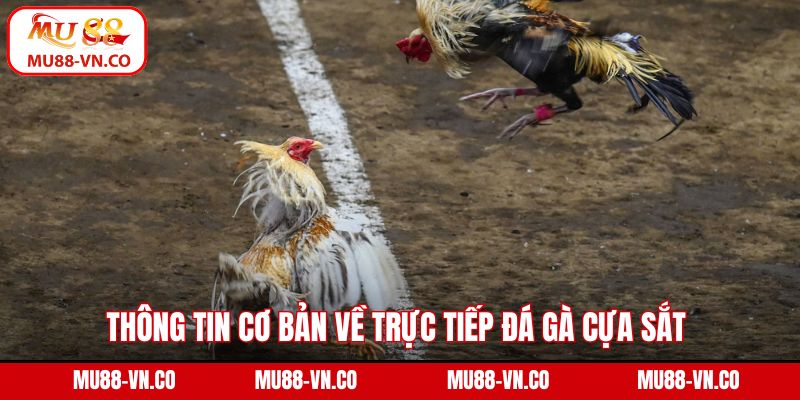 Thông tin cơ bản về trực tiếp đá gà cựa sắt 