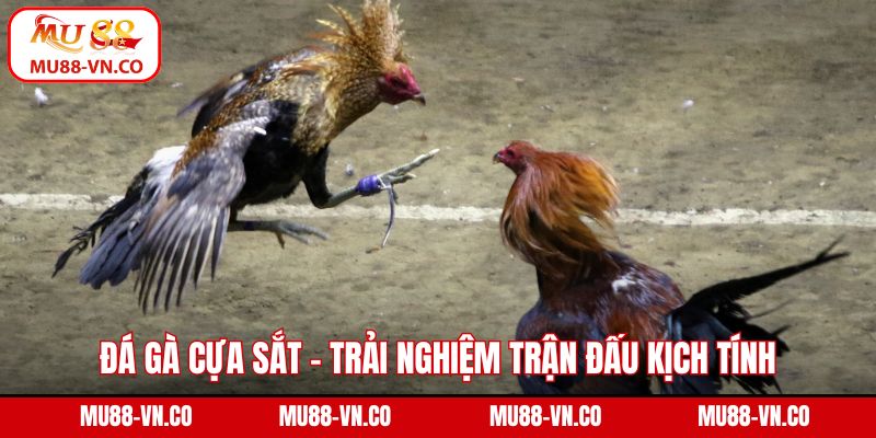 Đá gà cựa sắt