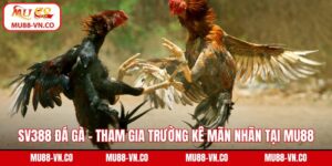 SV388 đá gà